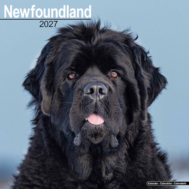 Avonside newfoundlander kalender 2027