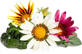 Click grow click grow gazania - navulling- 3-pack