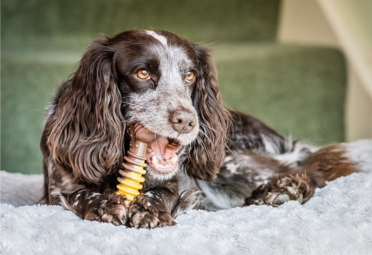 Nylabone Extreme Chew, strukturiertes Knochenkäsesteak, groß
