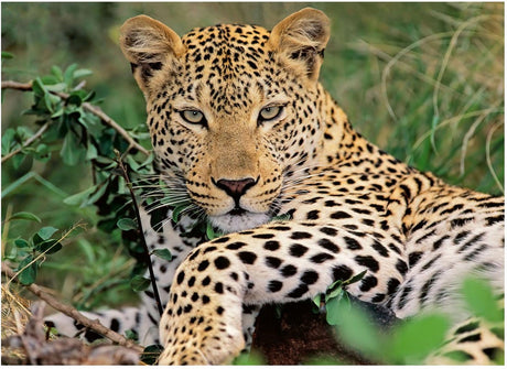 Ravensburger - Puzzle Leopard 100.. Xxl