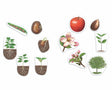 Learning resources reuze magnetische levenscyclus van een plant - 5+