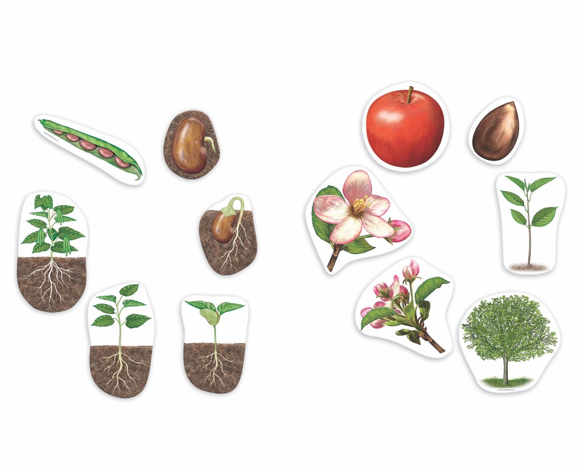 Learning resources reuze magnetische levenscyclus van een plant - 5+