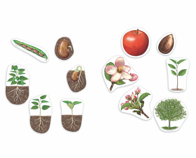 Learning resources reuze magnetische levenscyclus van een plant - 5+