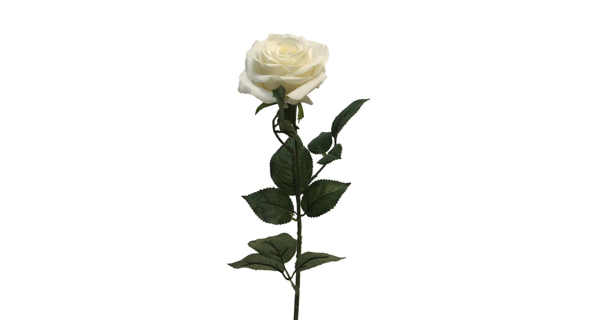 Rosa dijon cream 64cm