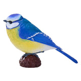 Mojo Ackerland Blaumeise - 381115