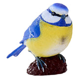 Mojo Ackerland Blaumeise - 381115