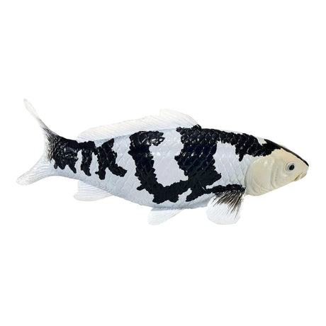 Mojo koi collection - shiro utsuri koi zwart wit 381120
