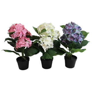 Hortensie im Topf 40 cm | 4 Stück