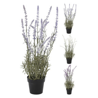 Lavendelpflanze im Topf 46 cm sortiert | 2 Stk