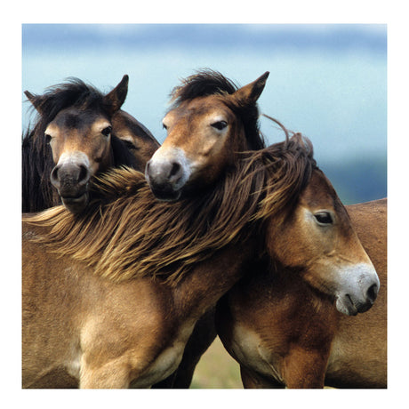 Ravensburger Puzzle süße Ponys - 3x49 Teile - Kinderpuzzle