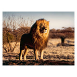 Ravensburger de Leeuw, der König der Tiere, Jigsaw Puzzle, 1500st.