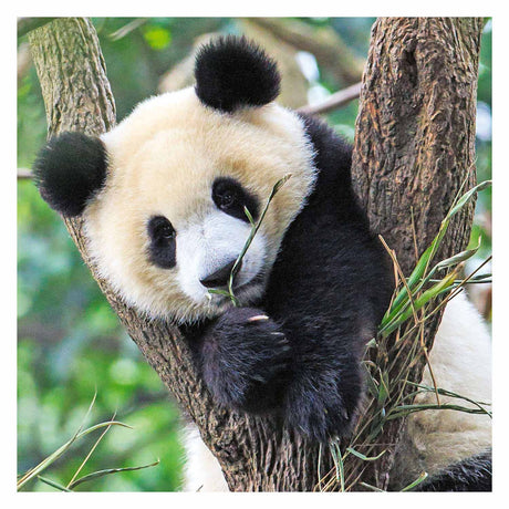 Ravensburger Puzzle Panda, Tiger und Löwe - Puzzle - 3x49 Teile