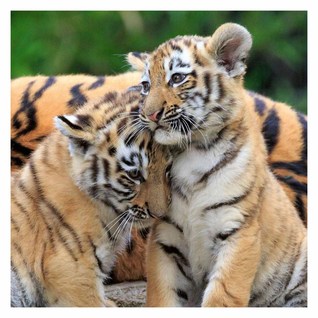 Ravensburger Puzzle Panda, Tiger und Löwe - Puzzle - 3x49 Teile