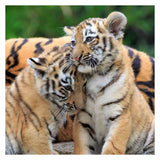 Ravensburger Puzzle Panda, Tiger und Löwe - Puzzle - 3x49 Teile