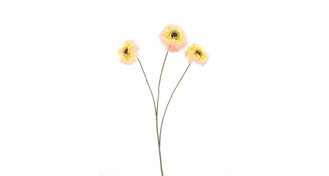 Zinnia elegans spray pink 60cm