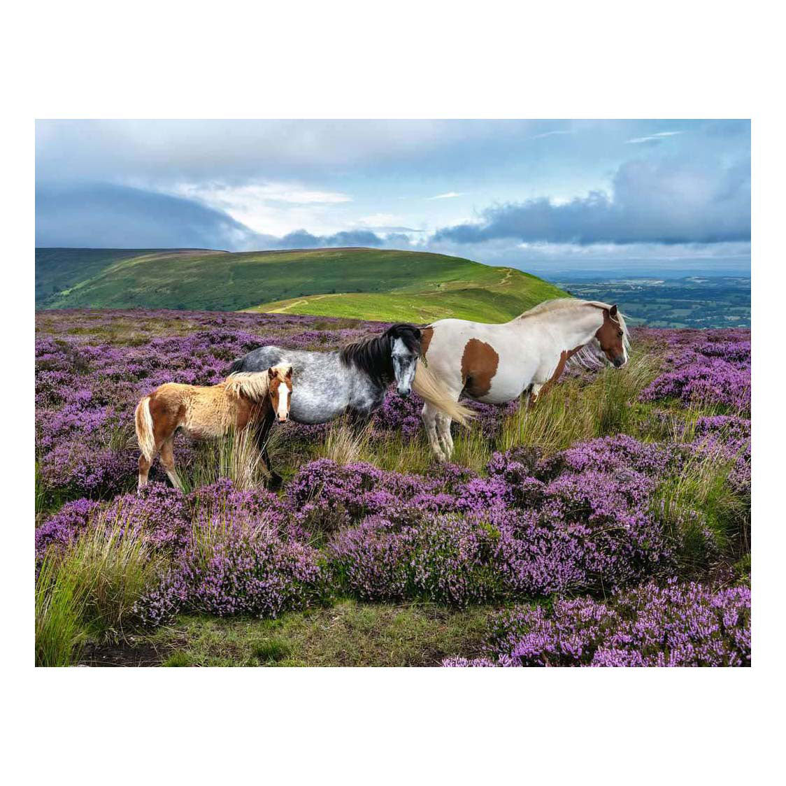 Ravensburger Puzzle Wildpferde in der Heide - 2000 Teile.