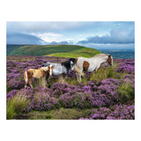 Ravensburger Puzzle Wildpferde in der Heide - 2000 Teile.