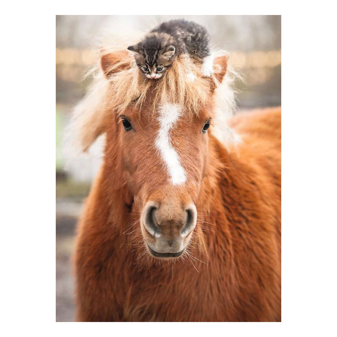 Ravensburger – Pony und Katze – Puzzle – 500 Teile