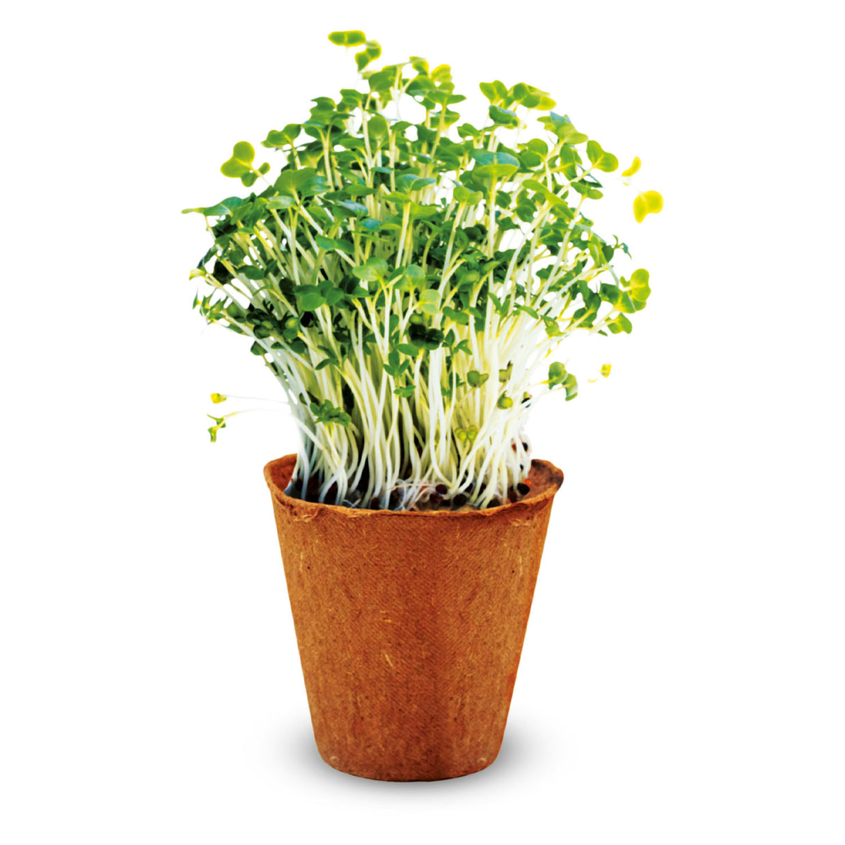 Kidscovery Experiment - Herb Garden Set s