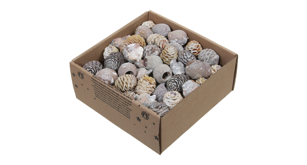 W b. 640 gr. leucodendron ass. white wash