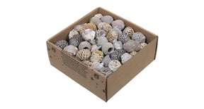 W b. 640 gr. leucodendron ass. white wash