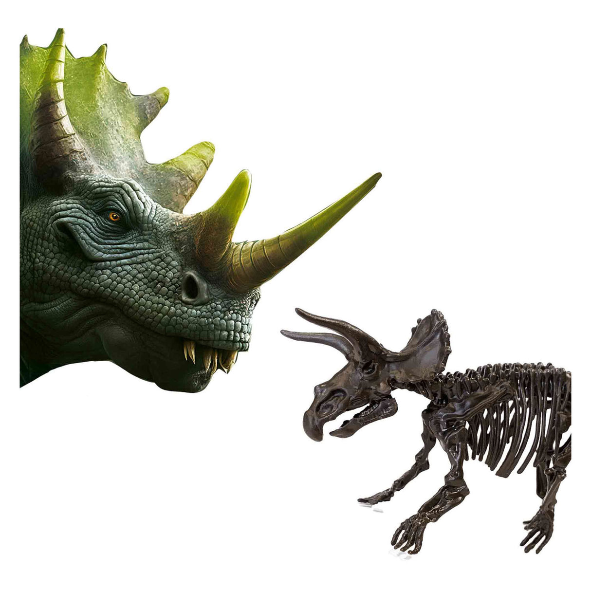 SES erforschen Dino und Skelett 2in1 - Triceratops