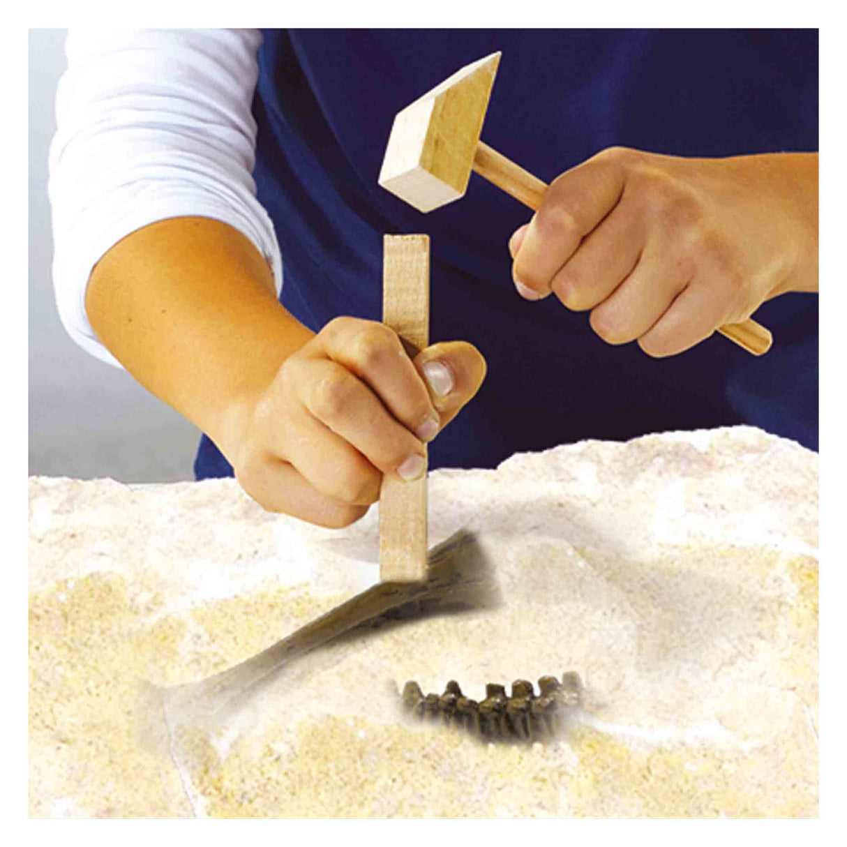 SES erforschen Dino und Skelett 2in1 - Triceratops