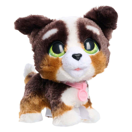Spectron Furreal läuft viel Bernedoodle