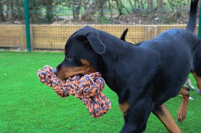 Happy Pet Nüsse für Knoten in extremem Knochengrau-Orange