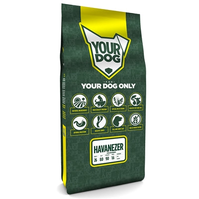 YourDog Havanezer reif