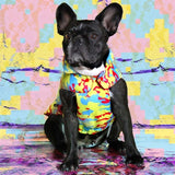 Croci Hundemantel Fake News Gelb Blau Fuchsia