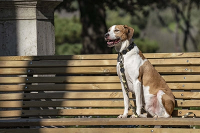 Morso Hundeleine aus recyceltem Vollmetall für Hunde, braun