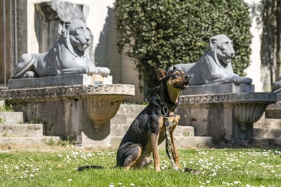Morso Hundeleine, verstellbar, recyceltes Vollmetall für Hunde, braun