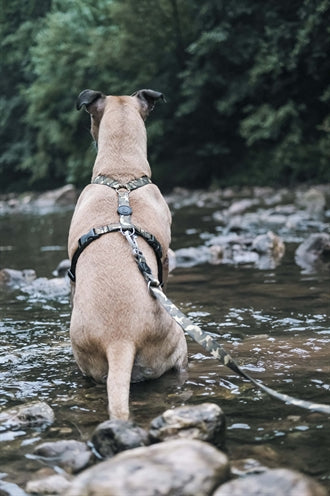Morso Hundegeschirr H-Geschirr recycelter Vollmetallhund braun