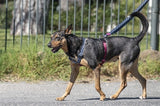 Morso Hundegeschirr H-Geschirr recycelt Power Flow schwarz