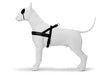 Morso norwegisches Hundegeschirr aus recyceltem Gold, Kaviargold