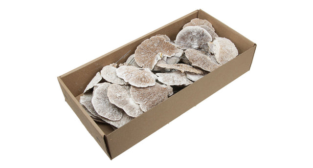 W b 40 sponge mushroom wire 10cm white wash
