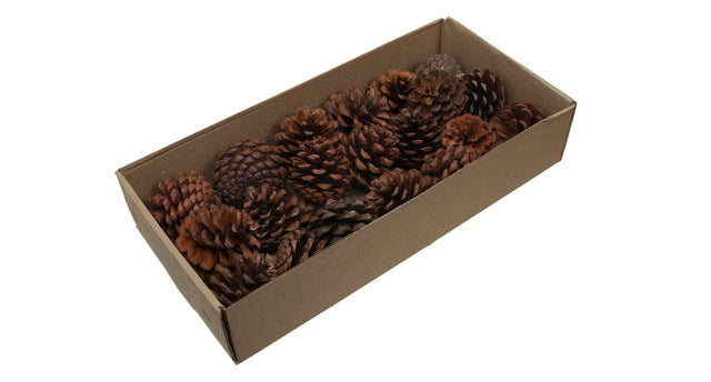 W b. 20 blue pine natural