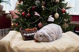 Cupid Comet Adventsgeschenk und Futtertrüffelschale