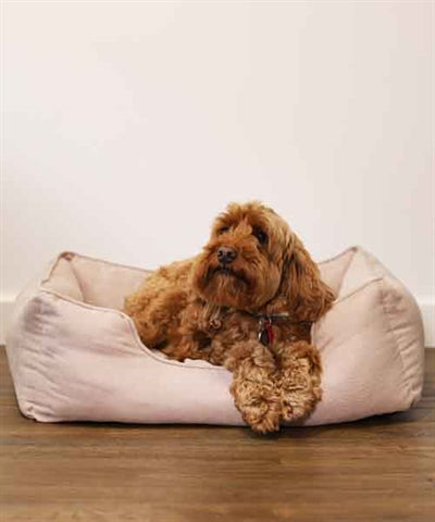Rosewood 40 Winks Hundebett, dünner Twill, Beige