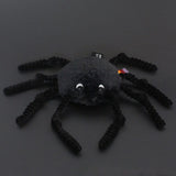 Ptipotos die schwarze Spinne 15 cm