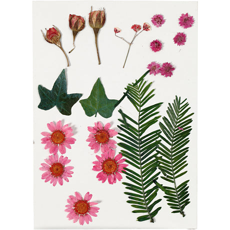 Kreativunternehmen https: www.cchobby.nl dry-flowers-and-leaves-ca-19-piece-lightred-1-box