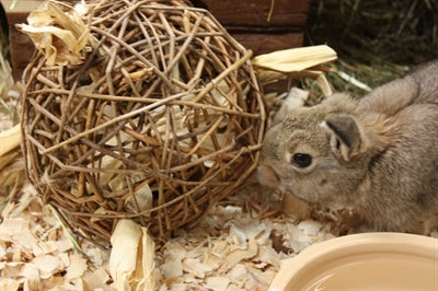 Natur erstes glückliches Haustierspielzeug Weide