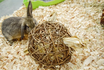 Natur erstes glückliches Haustierspielzeug Weide