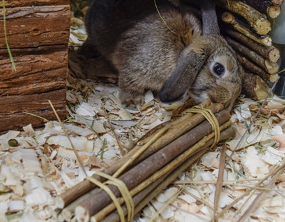 Nature First Happy Pet Weidenruten