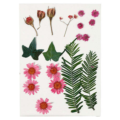 Kreativunternehmen https: www.cchobby.nl dry-flowers-and-leaves-ca-19-piece-lightred-1-box
