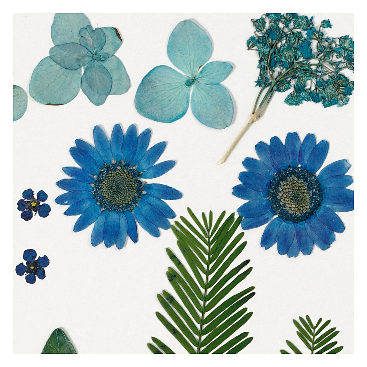 Creativ Company Trockenblumen und Blätter blau, 19 Stk.