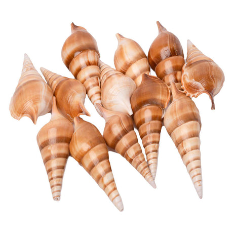 Färbungen - Muscheln Tibia, 400g