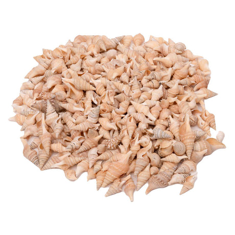 Färbungen - Muscheln turrid, 400g