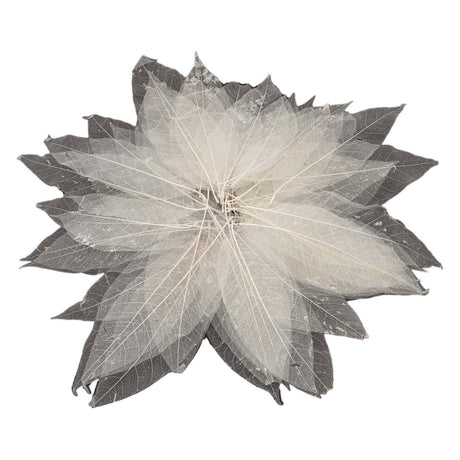 Magnolienblattskelette, 50 Stk.